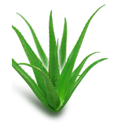 Dehydrated Aloe Vera (ว่านหางจระเข้อบแห้ง)
