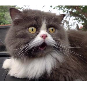 ของเล่นสัตว์เลี้ยง