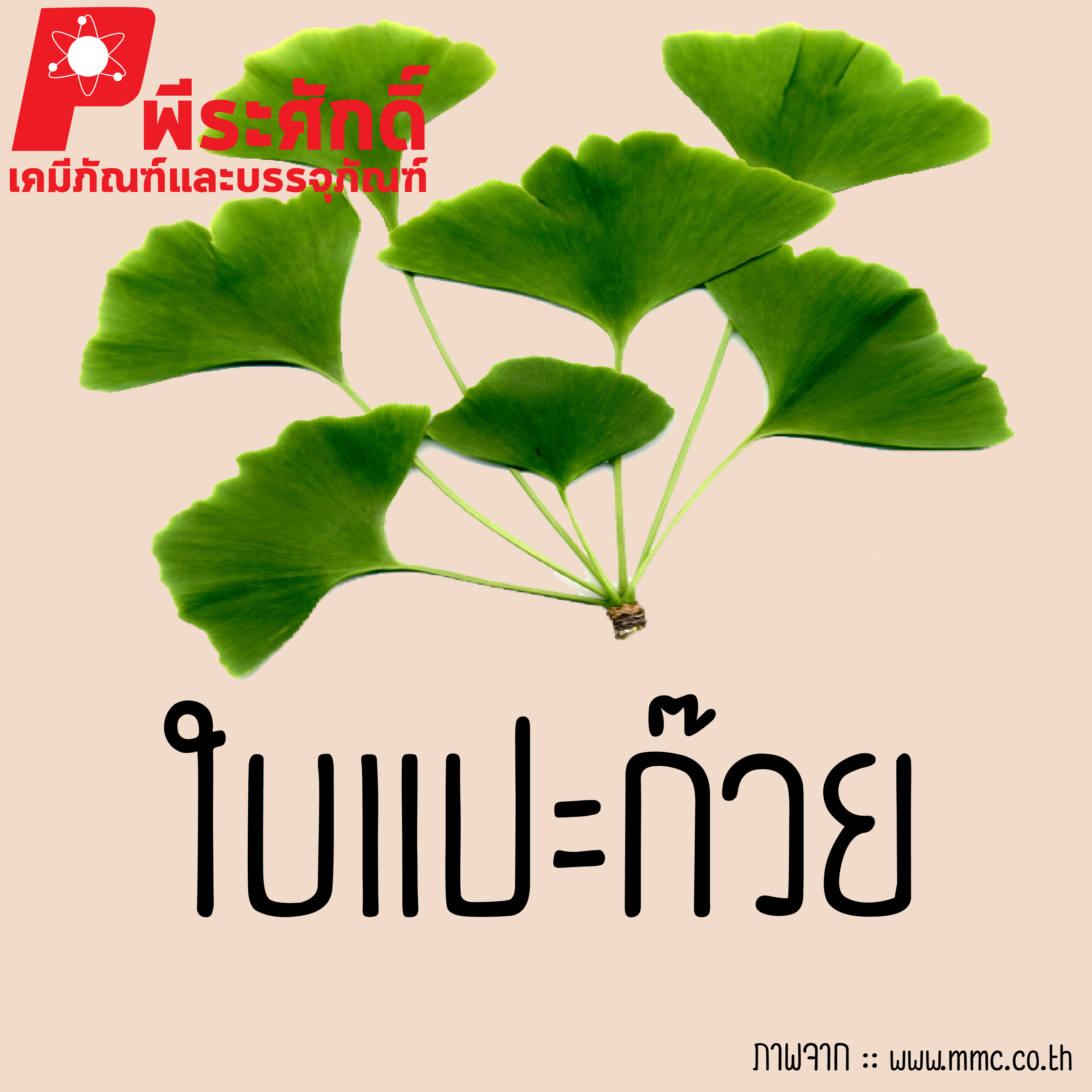 สารสกัดใบแป๊ะก๊วย 25 ml