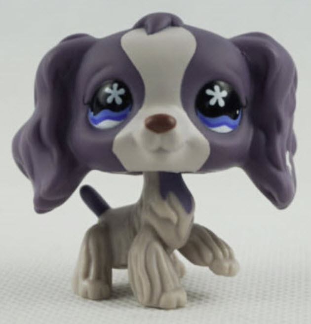 สุนัข Cocker Spaniel สีม่วง-เทา ตาสีฟ้า #672