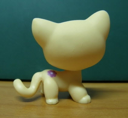 แมว Short hair สีส้มอ่อน ลายดอกไม้คิ้วขวา