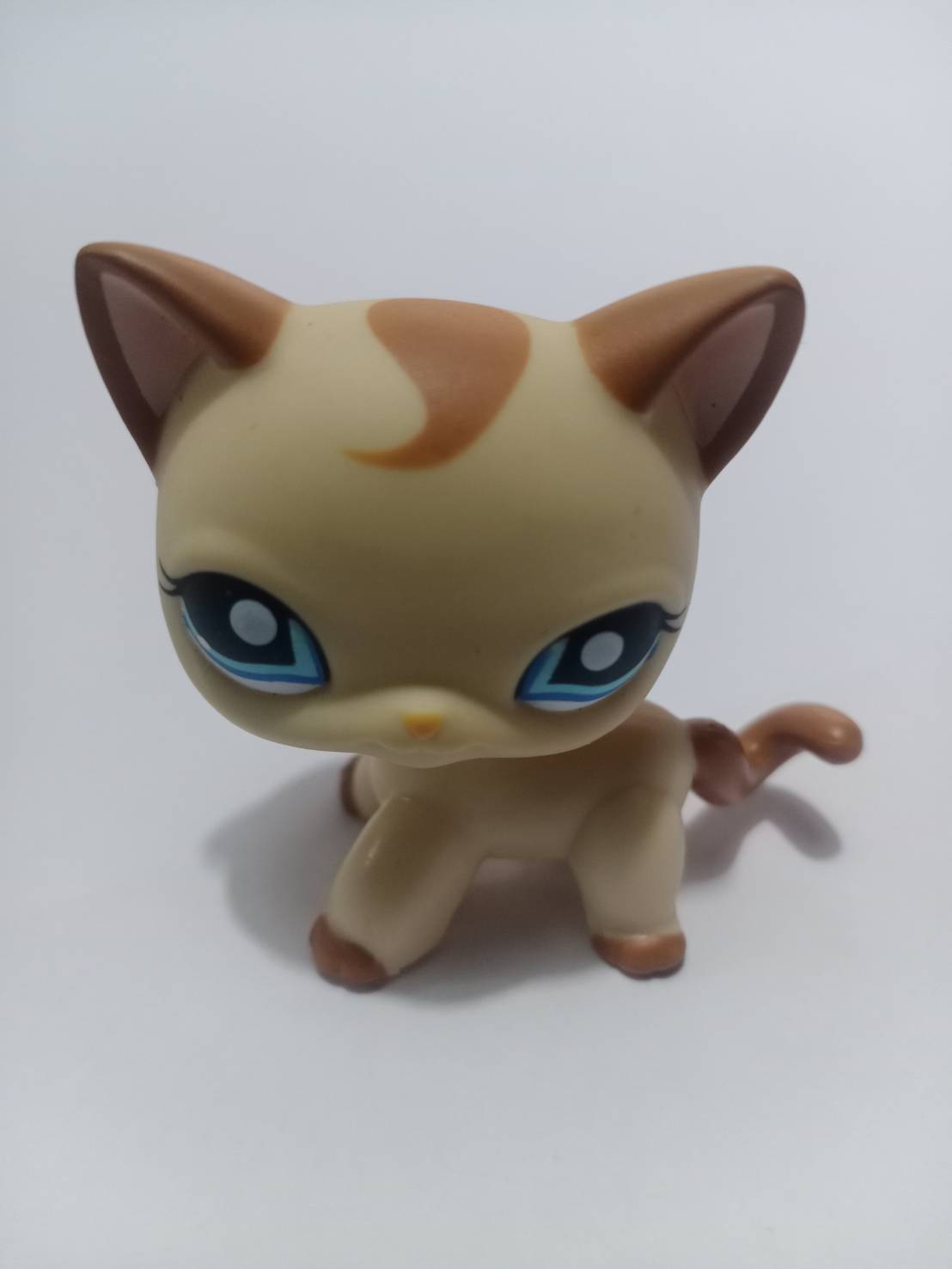 แมว Short Hair สีน้ำตาล ตาสีฟ้า