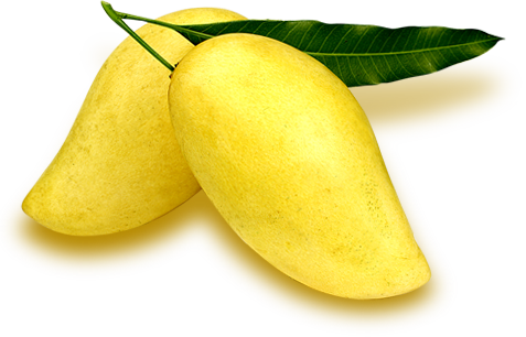 Dehydrated Mango (มะม่วงอบแห้ง)