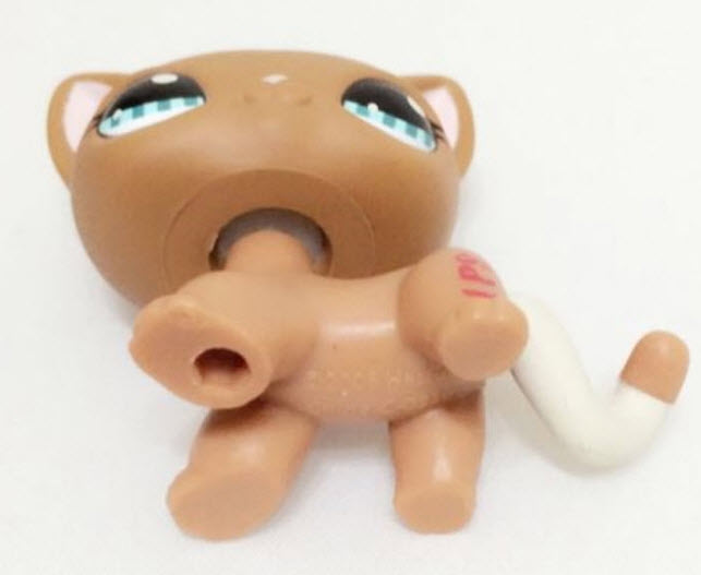 แมว Short hair สีน้ำตาล หางทูโทน