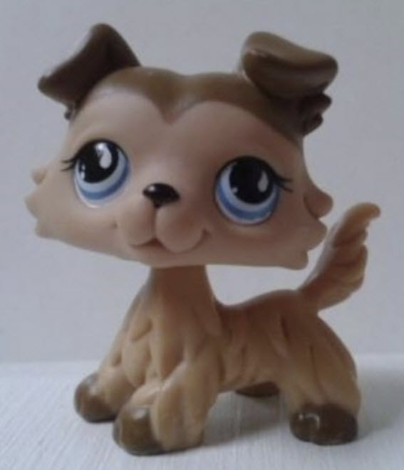 สุนัข Collie สีมอคค่ากาแฟ ตาสีฟ้ามีหยดน้ำตาสีขาว
