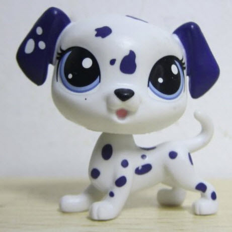 สุนัข Dalmatian สีขาวลายจุดน้ำเงิน