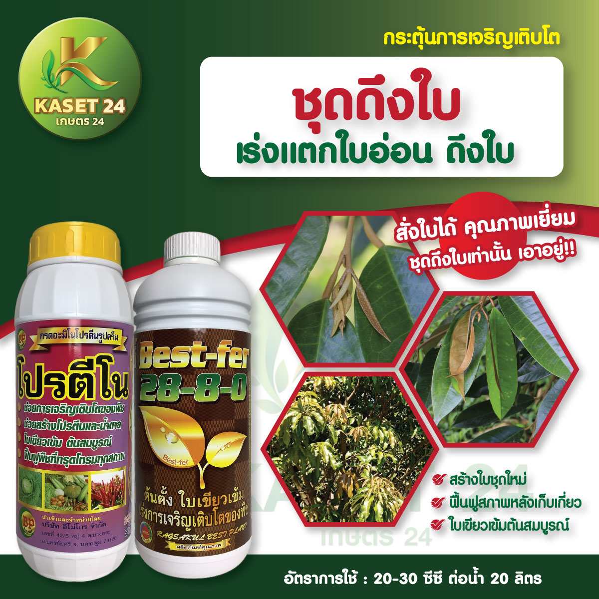 ชุดดึงใบ เร่งการแตกใบอ่อน ฟื้นฟูต้นหลังการเก็บเกี่ยว ช่วยสั่งเคราะแสง เพิ่มคลอโรฟิลล์ ส่งฟรีเก็บเงินปลายทาง (ไม่บวกเพิ่ม)