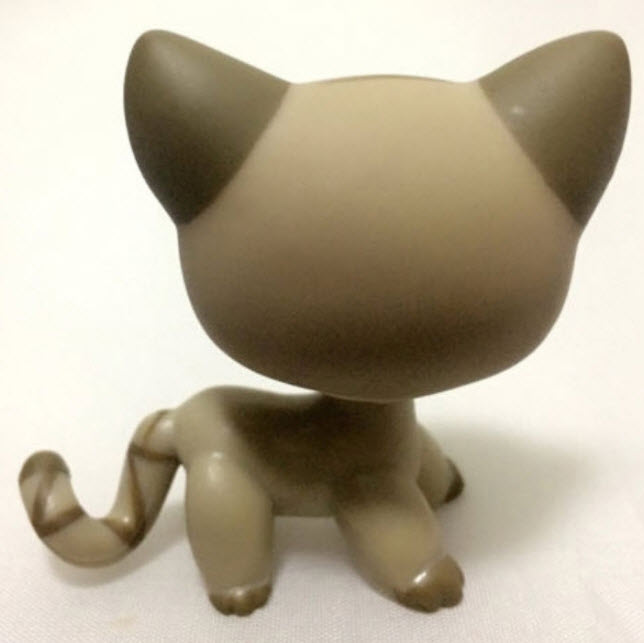 แมว Short Hair สีเทา ตาสีเขียว