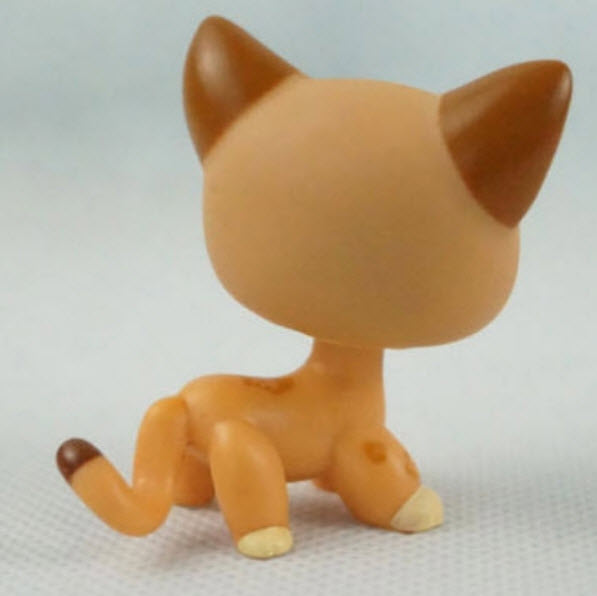 แมว Short Hair สีส้ม ตาสีดำแซมเขียว #1120