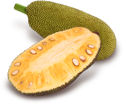 Dehydrated Jack Fruit (ขนุนอบแห้ง)