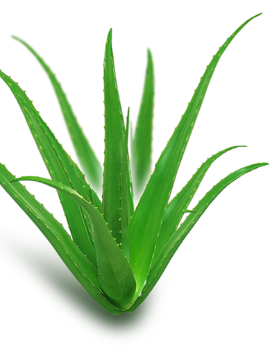 Dehydrated Aloe Vera (ว่านหางจระเข้อบแห้ง)