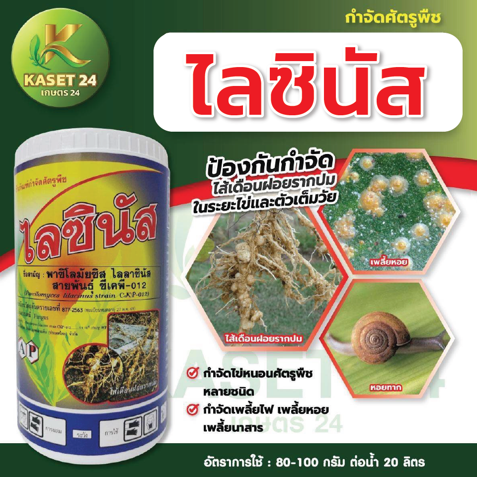 ไลซินัส เชื้อรา พาซิโลมัยซิส ไลลาซินัส ป้องกันและกำจัดไส้เดือนรากปม ในระยะไข่ และตัวเต็มวัย กำจัดไข่หนอน เพลี้ย ขนาด 1 กิโลกรัม