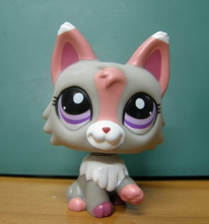 แมววูล์ฟ (Wolf Cat) สีเทา ตาสีดำแซมม่วง