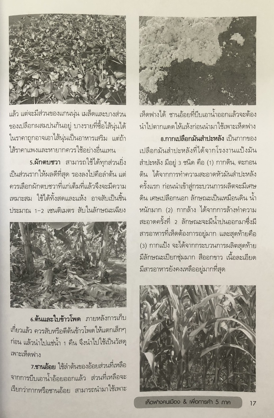 แบบอย่างและแนวทางการเพาะปลูก เห็ดฟางคนเมือง & เพื่อการค้า 5 ภาค