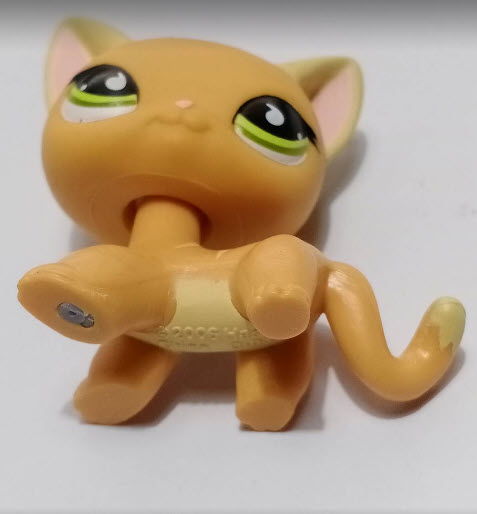 แมว Short Hair สีส้ม ตาแซมเขียว