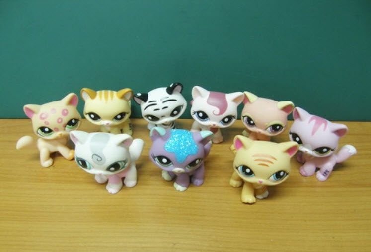 แมว Maine Coon "ชุดคนรักแมว" 9 ตัว