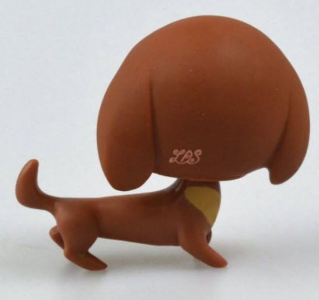 สุนัขดัชชุนด์ สีน้ำตาลทูโทน ตาสีดำแซมสีฟ้า (หายาก)