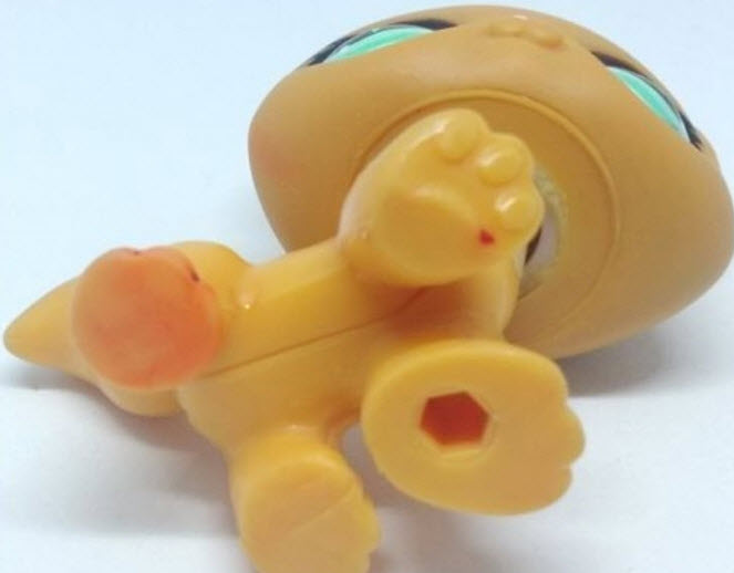 แมว Maine Coon สีน้ำตาล ตาสีฟ้า (Europe) #1100