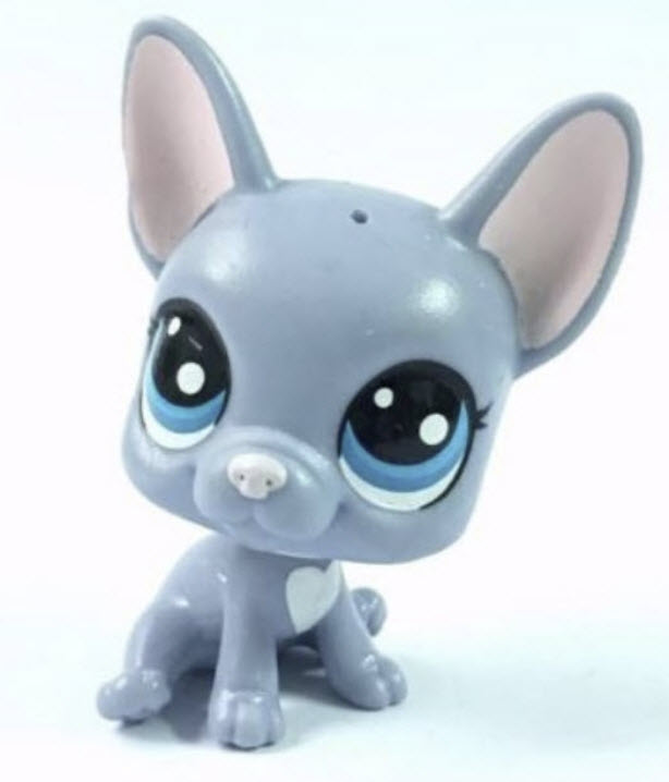 ลูกสุนัข Buster Brindle French Bulldog #62 สีฟ้าอ่อน ตาสีฟ้าเข้ม