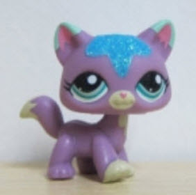 แมว Main Coon สีม่วง ตาสีฟ้า
