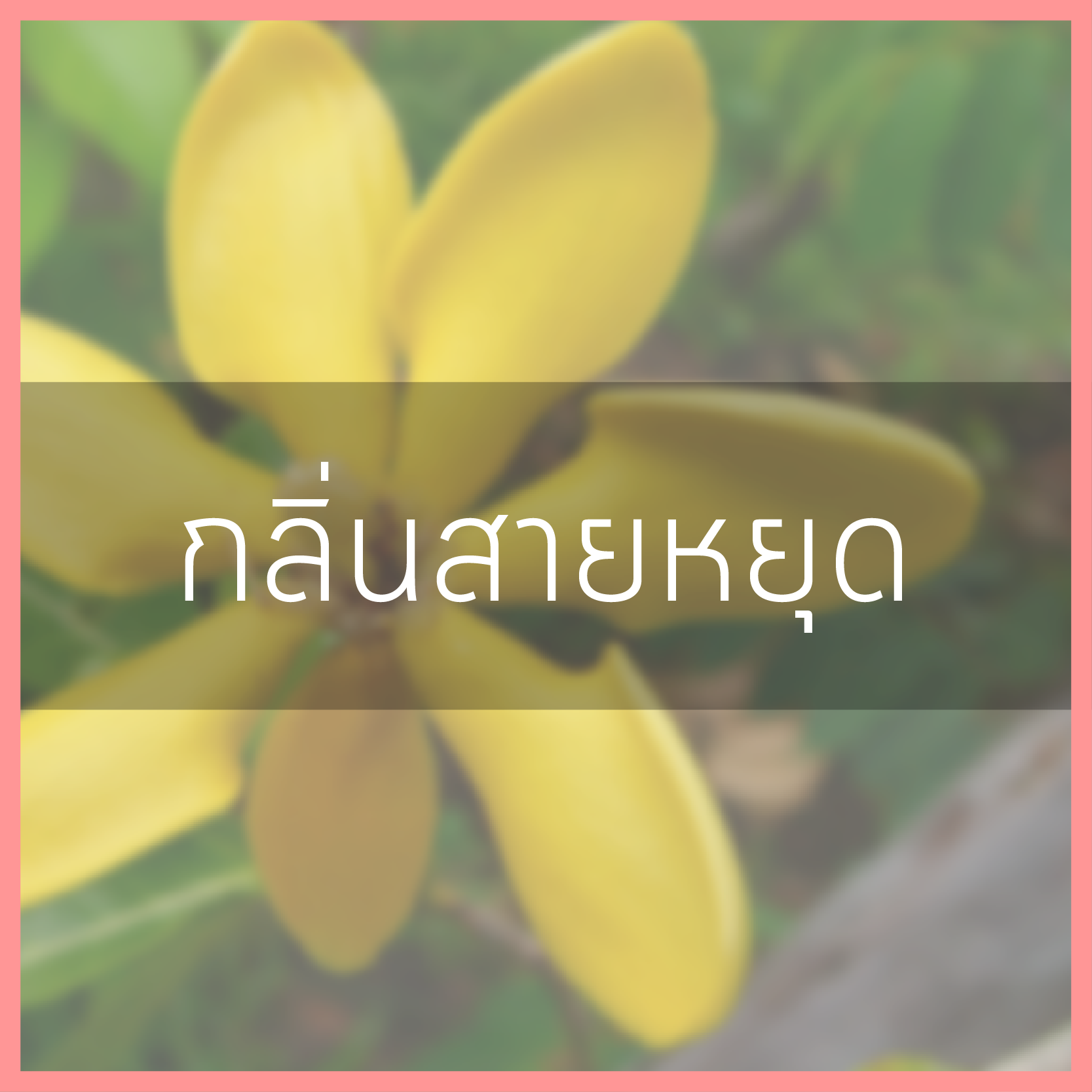 # กลิ่นสายหยุด