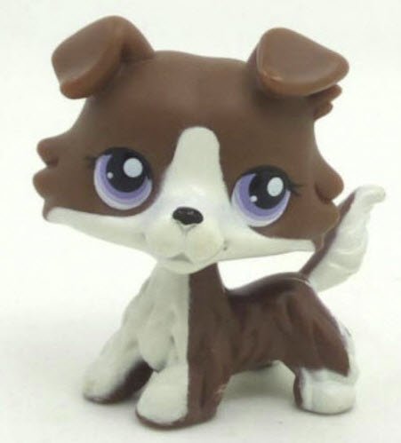 สุนัข Collie สีช็อคโก ตาสีม่วง #522