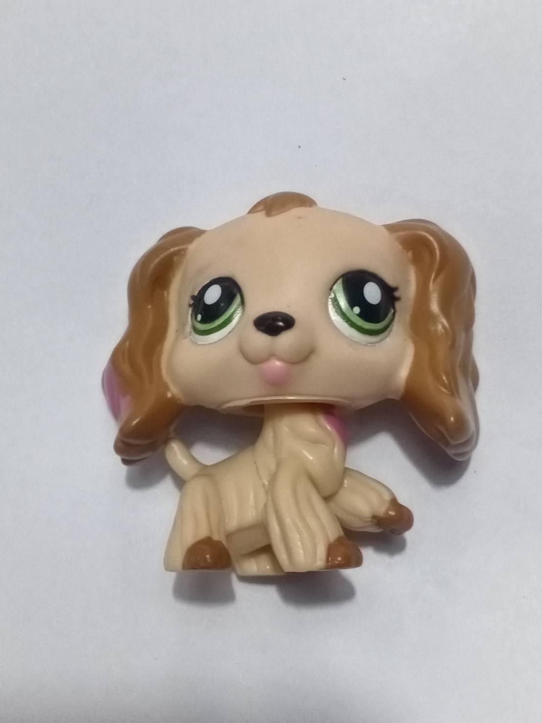 สุนัข Cocker Spaniel สีน้ำตาล ทูโทน ตาสีเขียว #1163