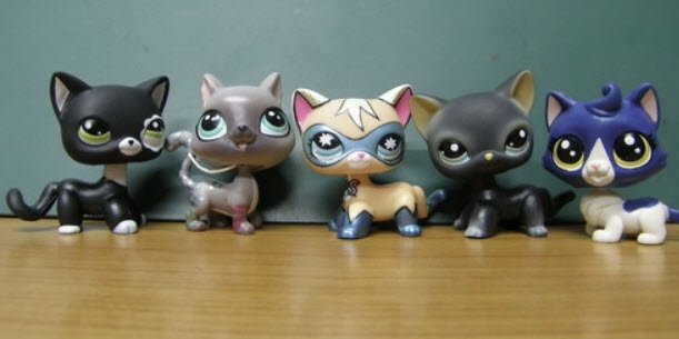 แมวสยาม (Siamese cat) ตัวพิเศษ จัดชุด 5 ตัว