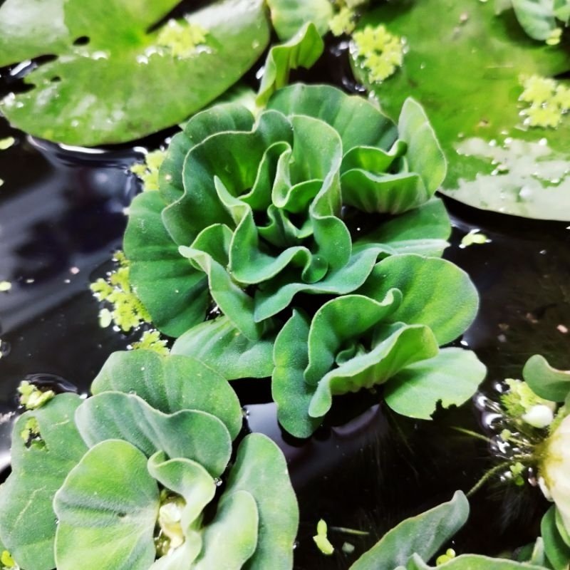 จอกกุหลาบ คละไซส์ 5 ดอก