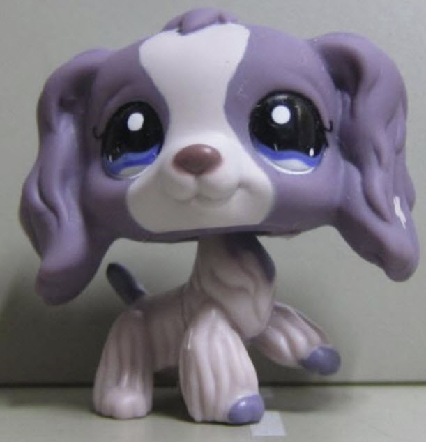 สุนัข Cocker Spaniel สีม่วง-ขาว #1209