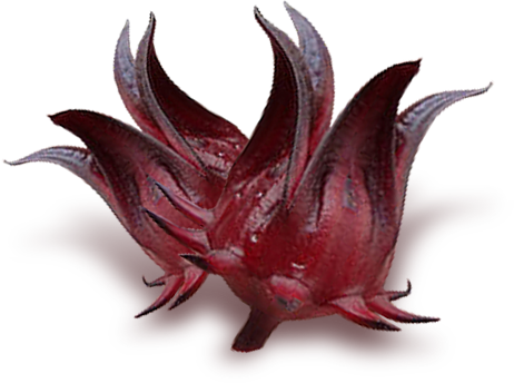 Dehydrated Hibiscus (กระเจี๊ยบอบแห้ง)