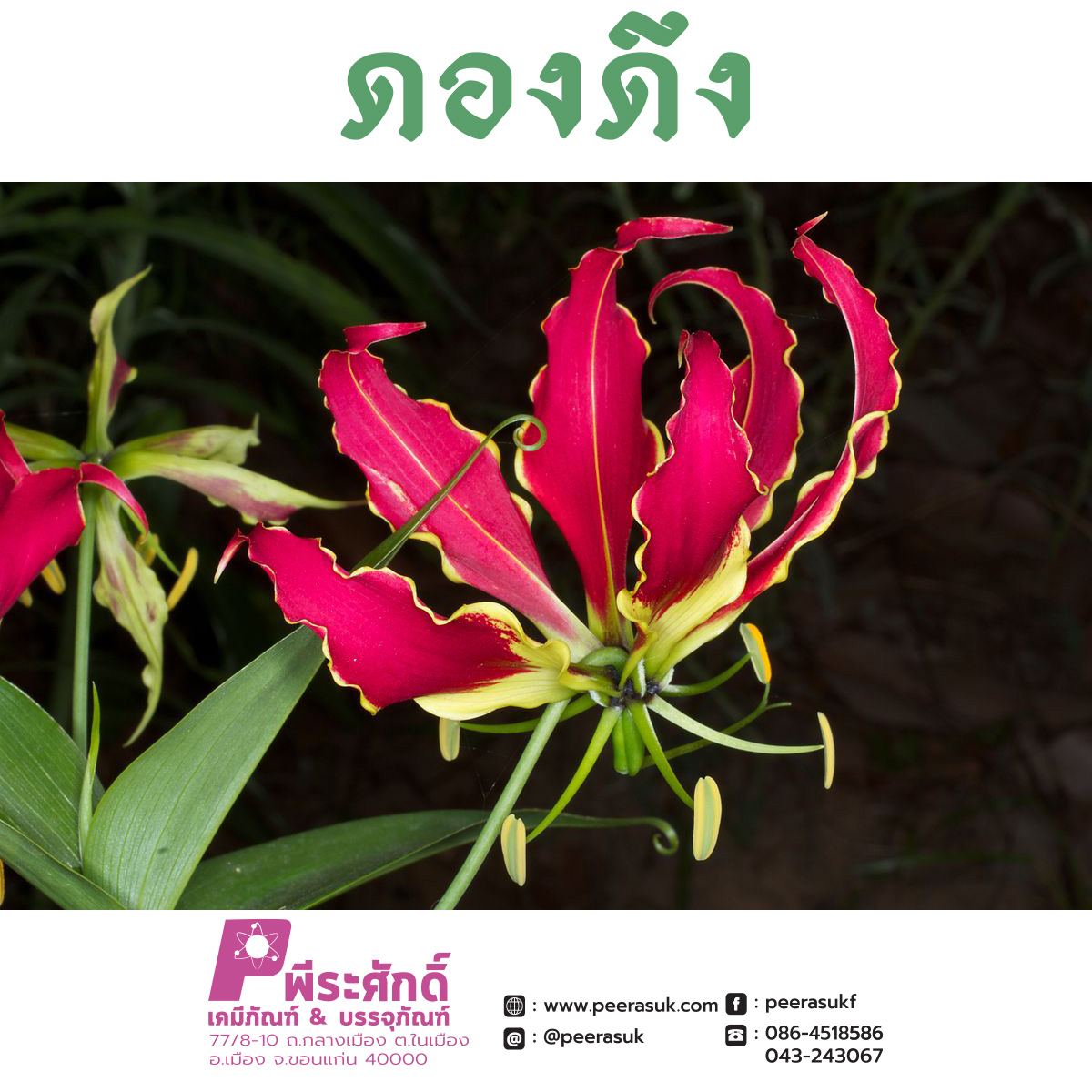 ดองดึง ชนิดแห้ง