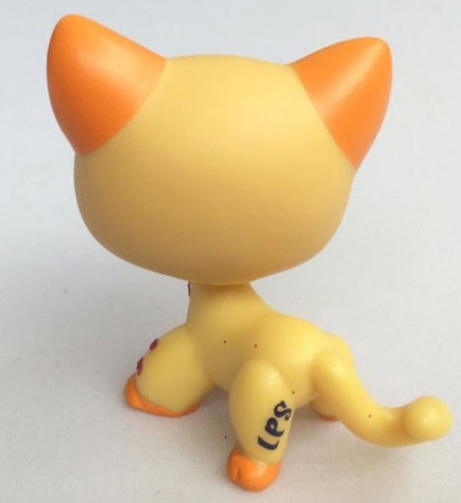 แมว Short Hair สีส้ม ตาสีฟ้า แต่งวิ้งค์