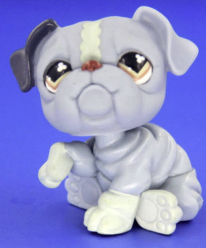 สุนัข Shar Pei สีฟ้า