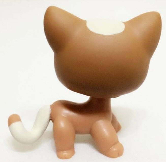 แมว Short hair สีน้ำตาล หางทูโทน