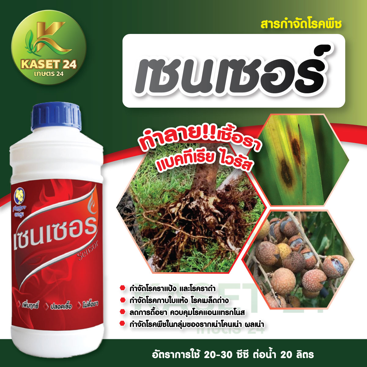 ยากำจัดเชื้อรา เซนเซอร์ ยาป้องกันกำจัดโรคไฟทอปธอร่า ท็อปลูก ท็อปต้น ทาแผลฝังเข็มได้ (ขนาด 1 ลิตร) ส่งฟรีเก็บเงินปลายทาง (ไม่บวกเพิ่ม)