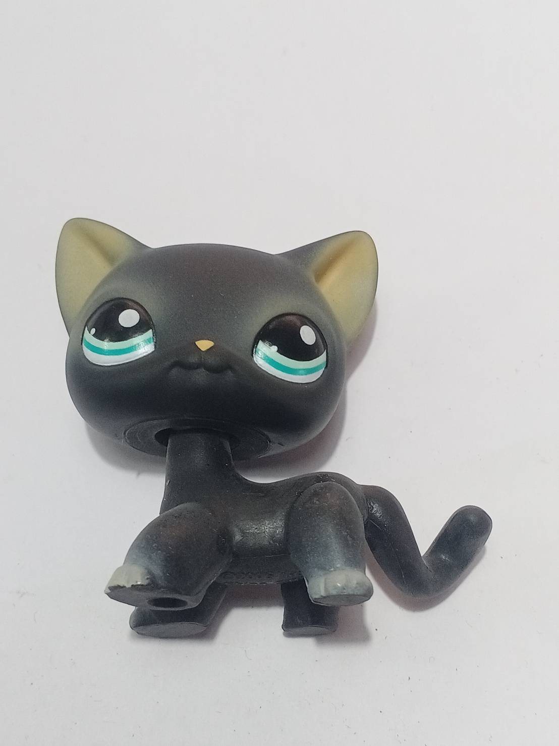 แมวสยาม (Siamese cat) สีเทา-ดำ ตาสีดำแซมฟ้า (หายาก)