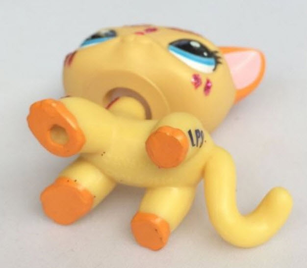 แมว Short Hair สีส้ม ตาสีฟ้า แต่งวิ้งค์