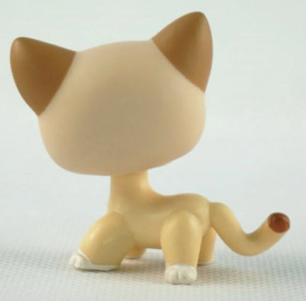 แมว Short hair สีแทน ตาสีเขียว #852