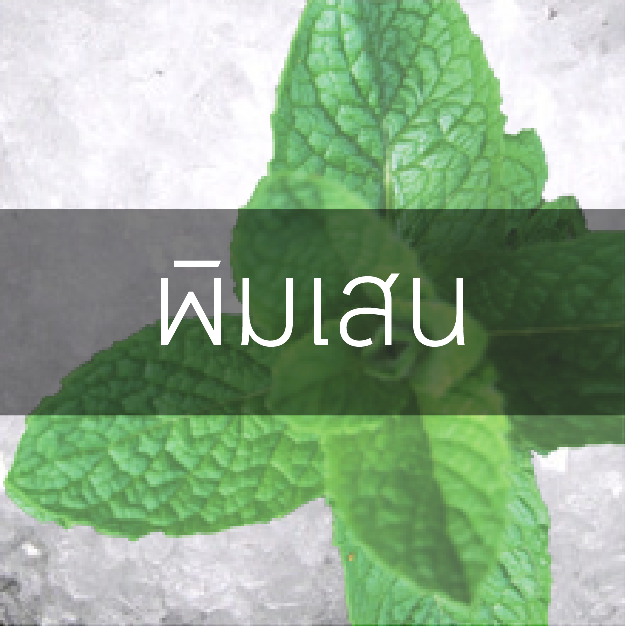 พิมเสน (Borneo Camphor)