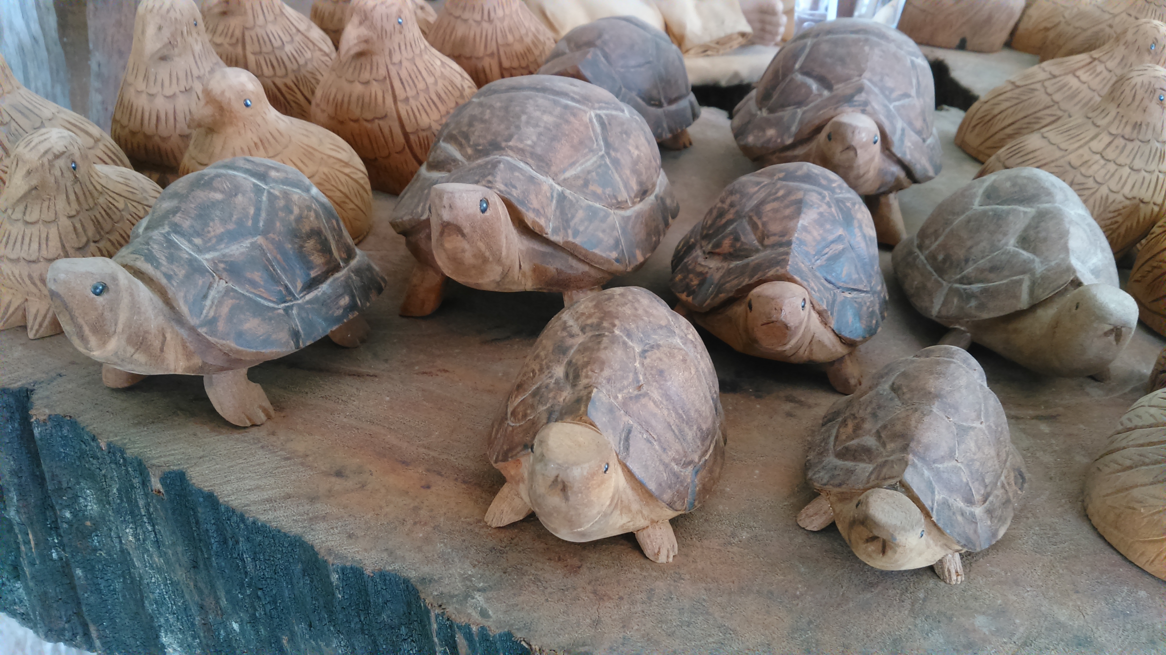 เต่ามงคล ไม้เทพทาโร