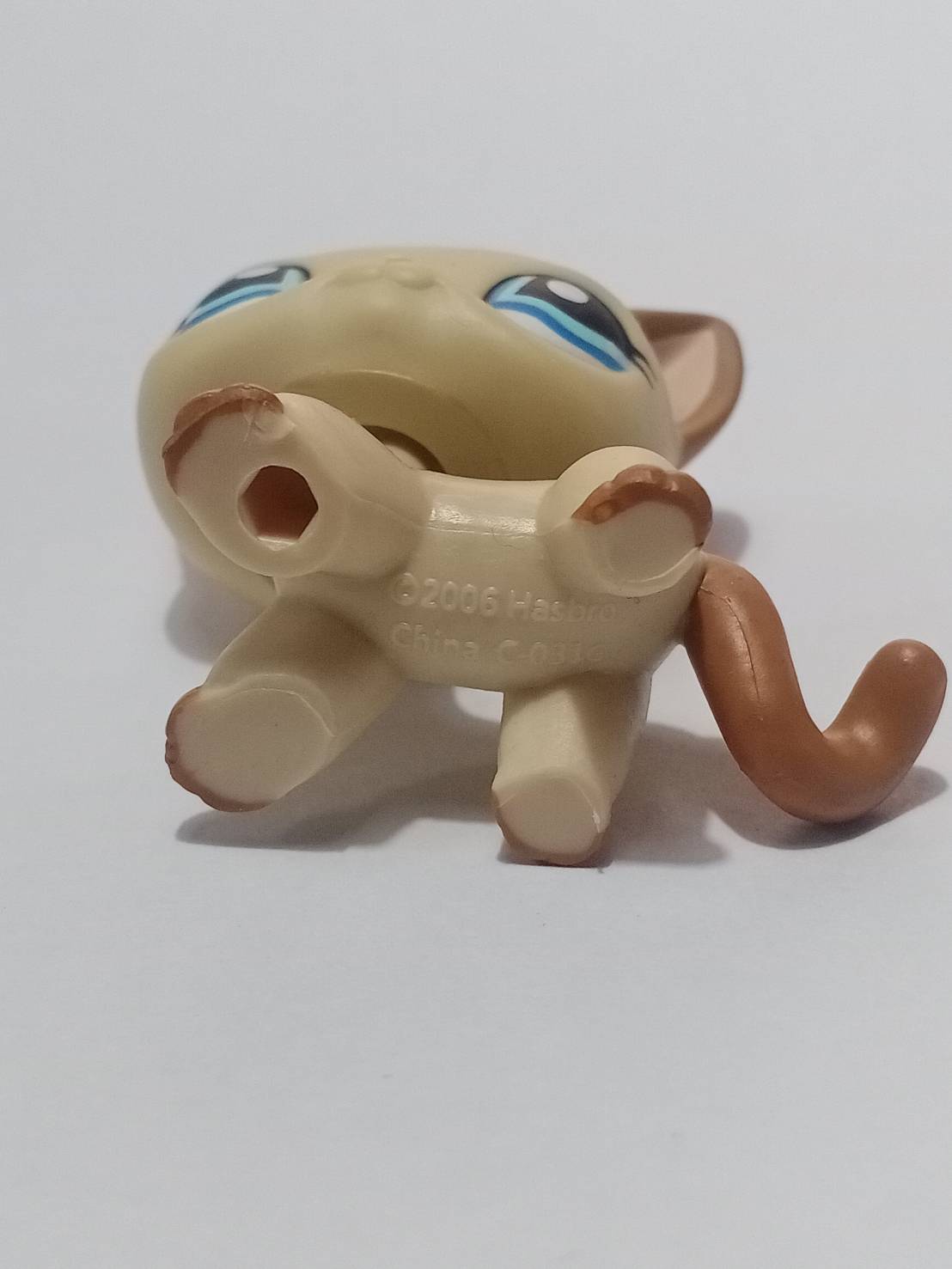 แมว Short Hair สีน้ำตาล ตาสีฟ้า