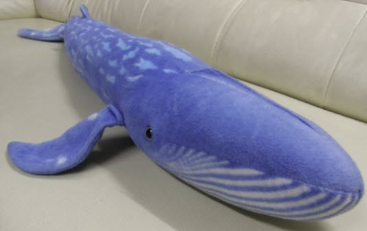 ฉลามน้ำเงิน (Blue Hungry Shark Jaw) ยาว 33.5 นิ้ว (มือสอง)