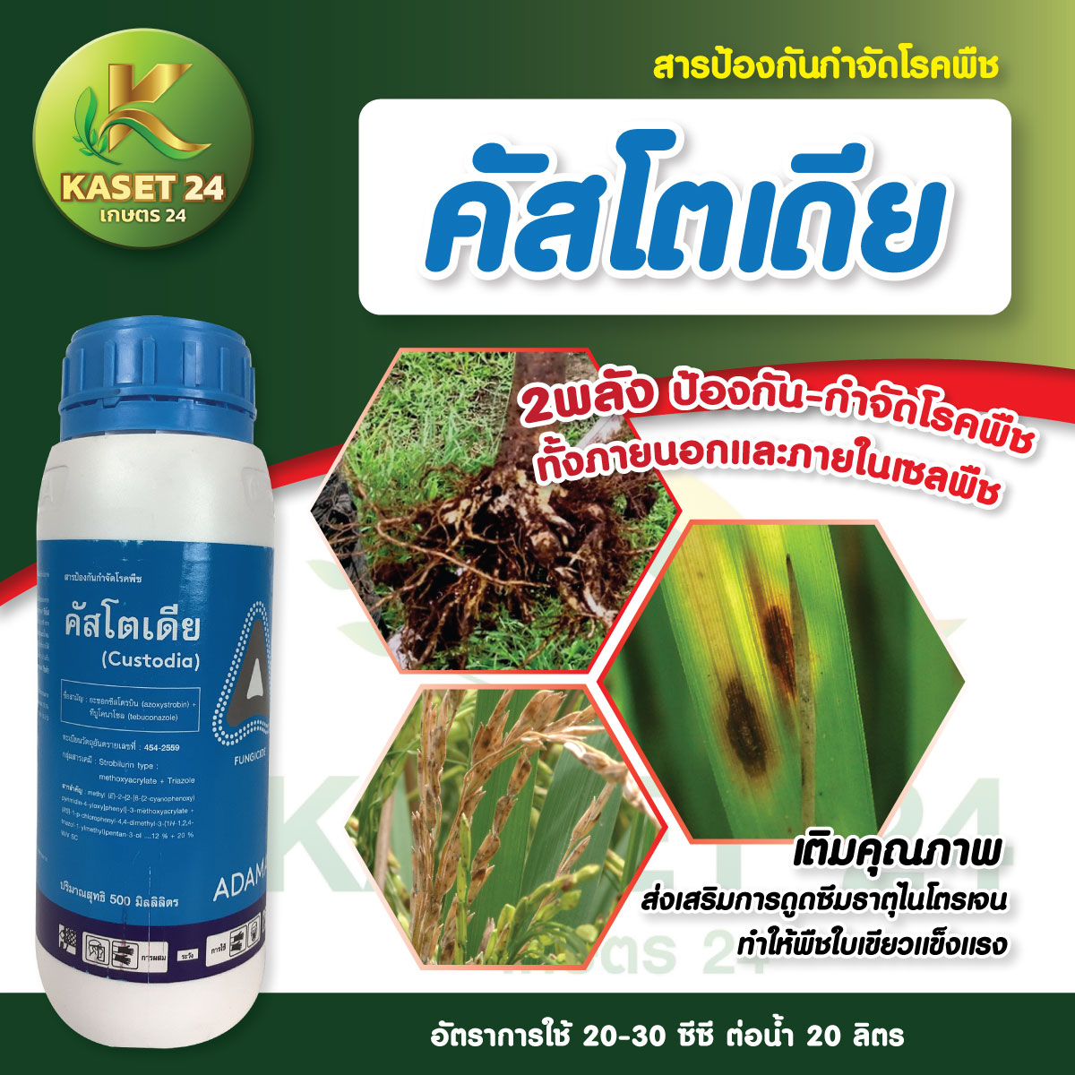 ยากำจัดเชื้อรา คัสโตเดีย สารป้องกันกำจัดโรคพืช โรคใบไหม้ ใบติด แอนแทรคโนส โรคใบขีดสีน้ำตาล โรคกาบใบแห้ง (ขนาด 500 ซีซี) ส่งฟรีเก็บเงินปลายทาง (ไม่บวกเพิ่ม)