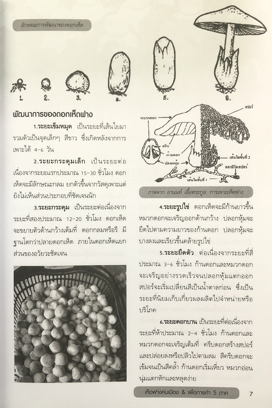 แบบอย่างและแนวทางการเพาะปลูก เห็ดฟางคนเมือง & เพื่อการค้า 5 ภาค