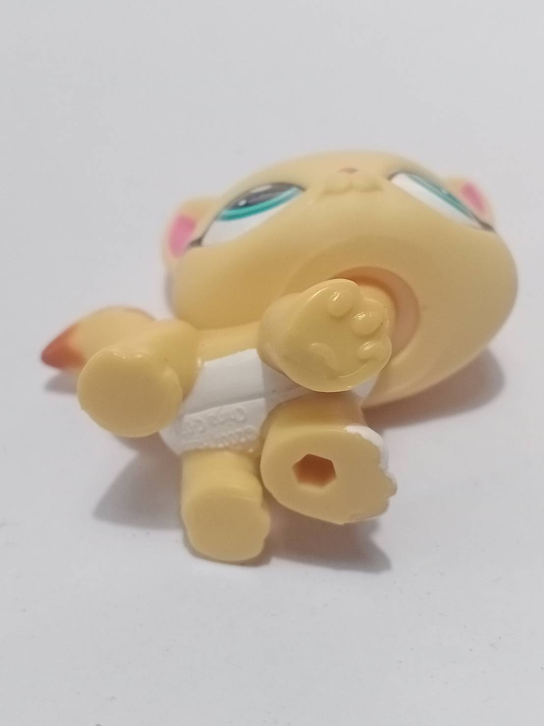 แมว Maine Coon สีน้ำตาล ตาสีฟ้า