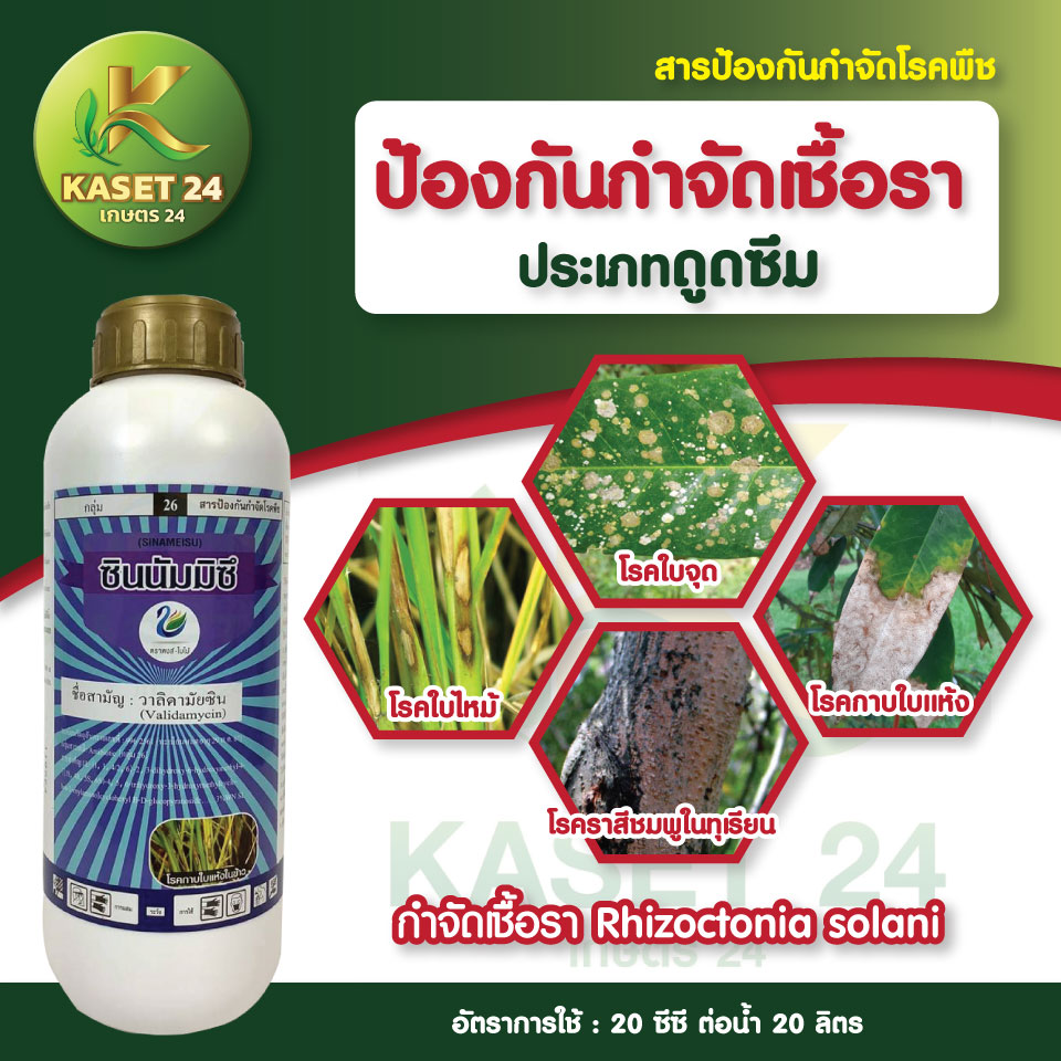 ยากำจัดเชื้อรา ซินนัมมิซึ สารวาลิดามัยซิน กำจัดโรค ใบแห้ง ใบติด ใบจุด ใบไหม้ ฟิวซาเรียม ไฟทอปธอร่า (ขนาด 1 ลิตร) ส่งฟรีเก็บเงินปลายทาง (ไม่บวกเพิ่ม)