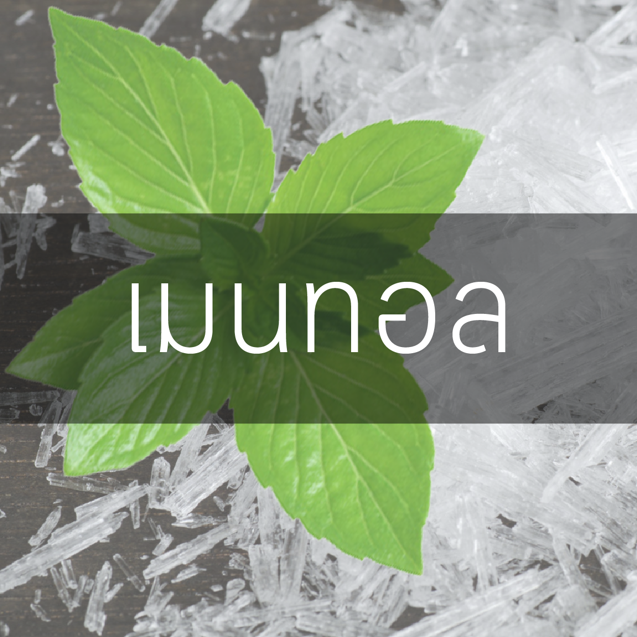 เมนทอล (Menthol Crystal)