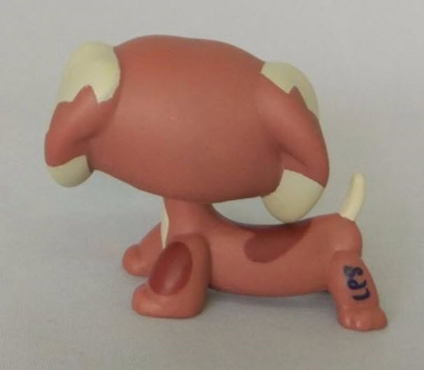 สุนัขดัชชุนด์ สีน้ำตาลทูโทน ตาสีฟ้า (หายากมาก)