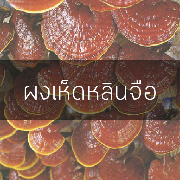 ผงเห็ดหลินจือ